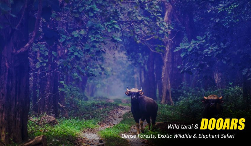 What to Expect from a Well-Planned Dooars Tour Package with Jeep Safari