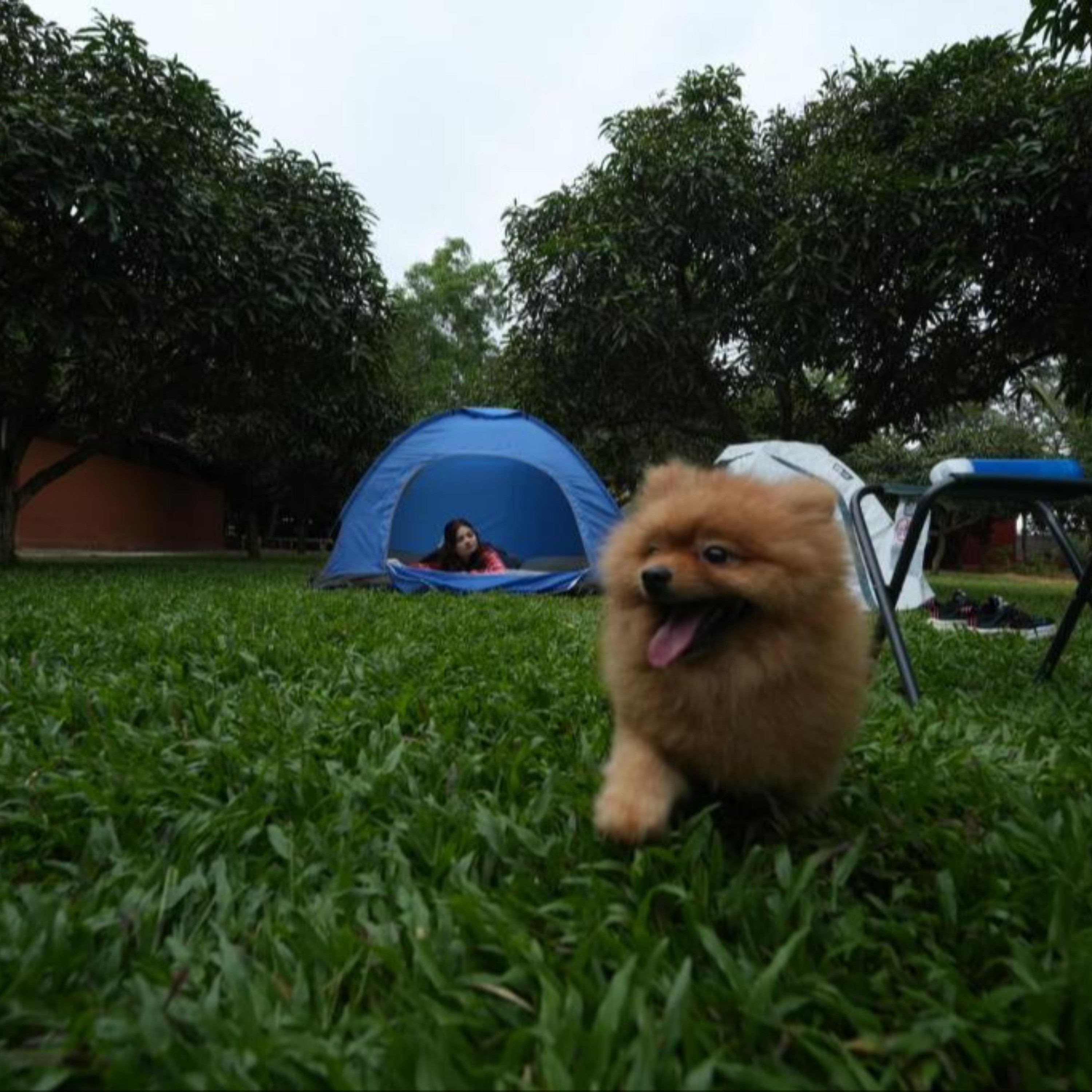 Why Should Humans Have All the Fun? A Pet-Friendly Getaway at Suggee Resort!!!