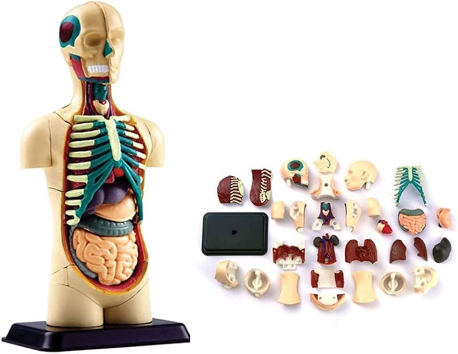 What Are the Best Anatomical Models for Medical Students?