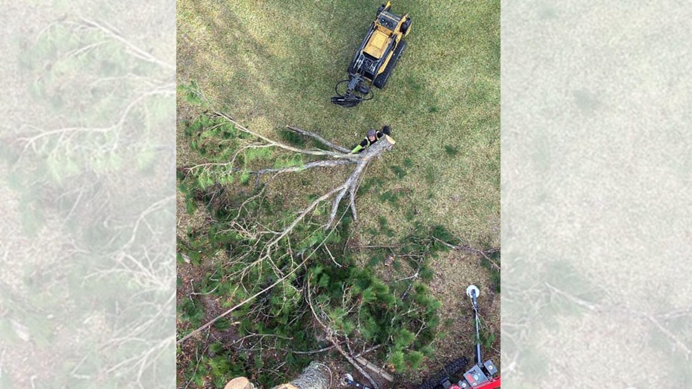 Tree Trouble? Here’s Why Professional Removal Is the Only Safe Option