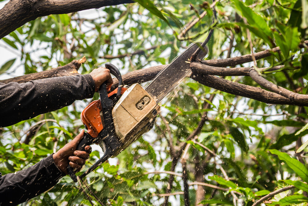 Best Affordable Tree Service Houston – Save Money Today!
