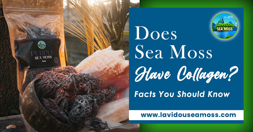 Does Sea Moss Have Collagen? Facts You Should Know