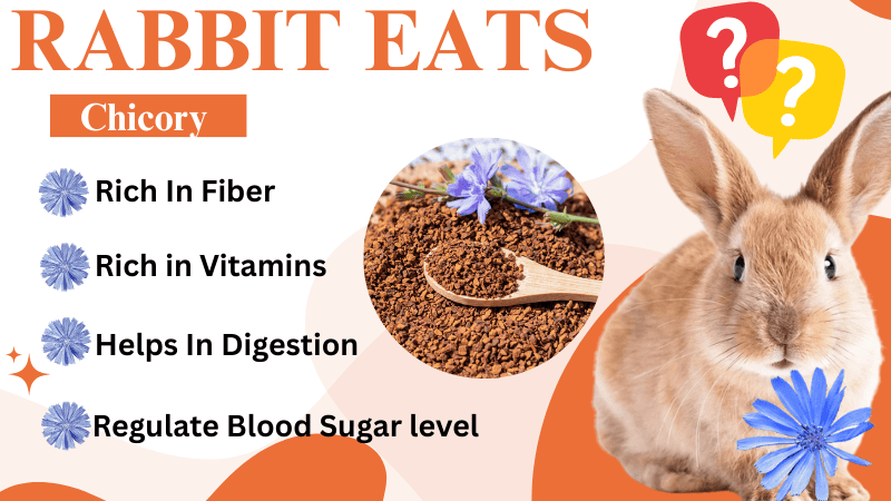 Is Chicory Harmful For Rabbits? Yes or No