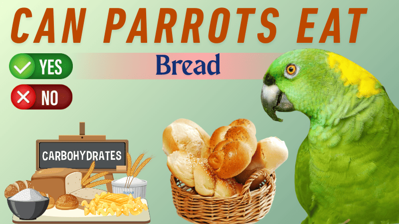 Are Bread Healthy For Parrot? A Complete Guide