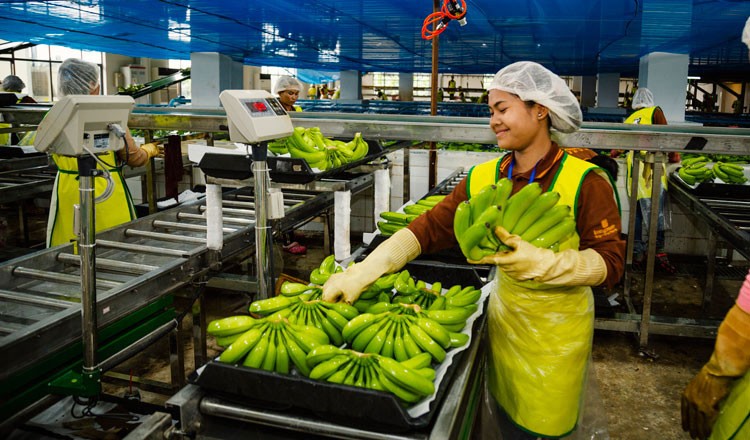 8 Steps to Establish a Successful Banana Processing Plant