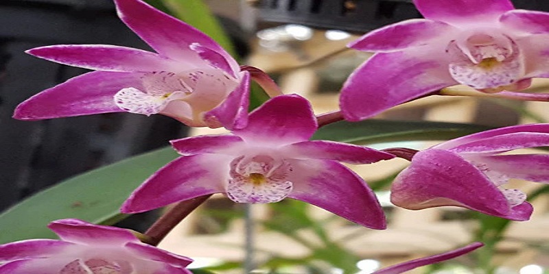 Brindabella Orchids: Real Talk on Native Orchids That Thrive, Not Just Survive