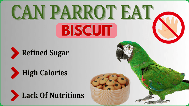 Can Parrots Eat Biscuits Safely? A Complete Guide