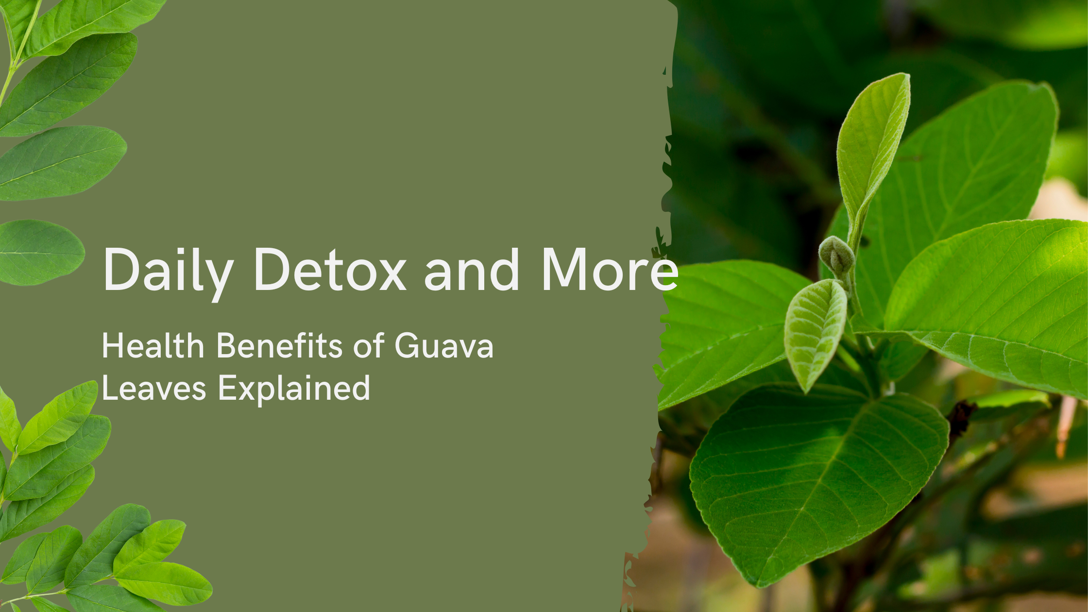 Daily Detox and More: Health Benefits of Guava Leaves Explained