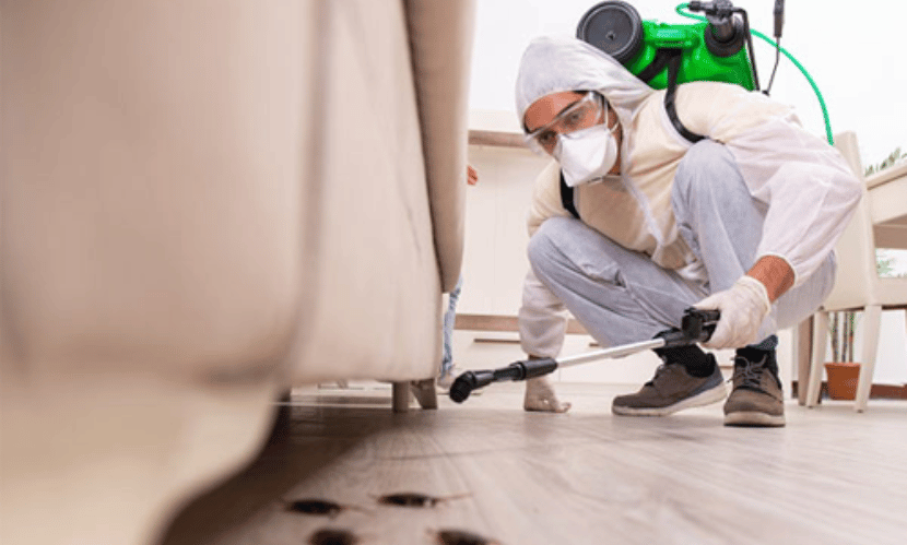 Pest Control in Mexico: Unique Challenges and Practical Solutions