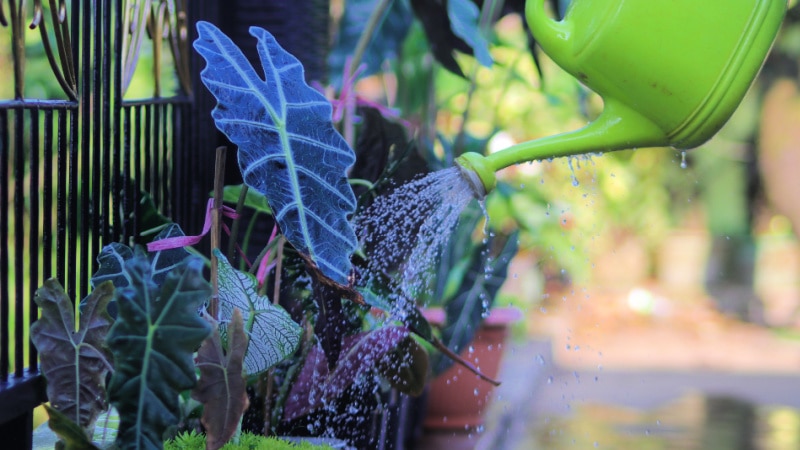 Watering & Light Tips for Thriving Alocasia Polly and Chantrieri Plants