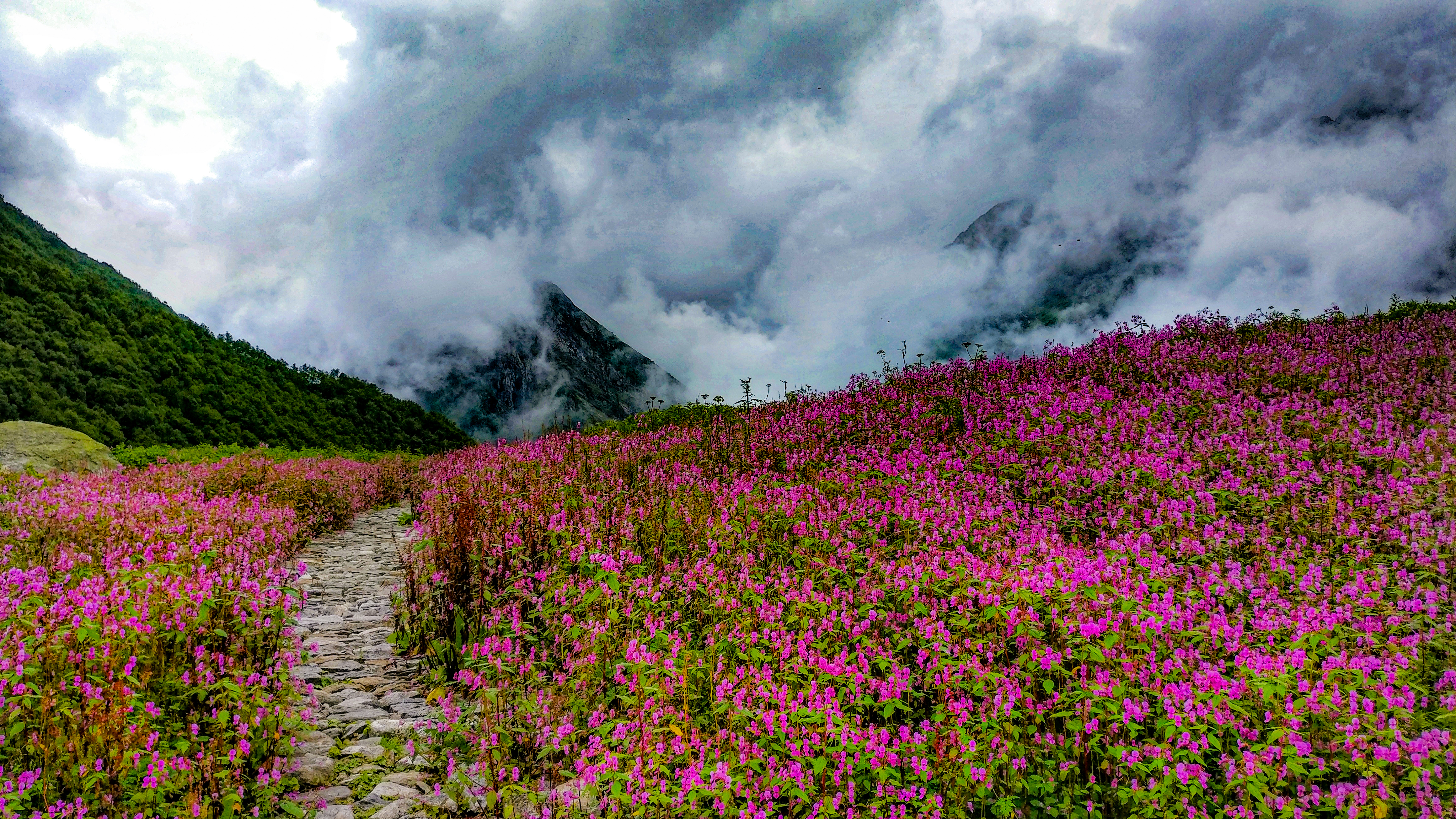 The Valley of Flowers — Let the Petals Guide You