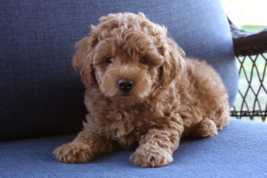Micro Mini Goldendoodle: The Ultimate Guide to the Perfect Petite Pup