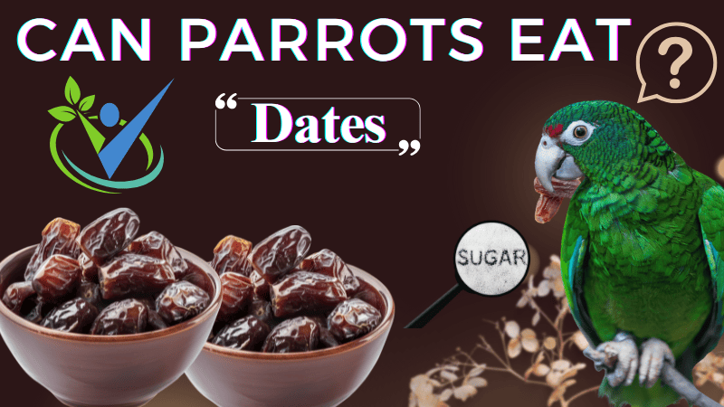 Can Parrots Eat Dates? Benefits, Risks, and Feeding Tips
