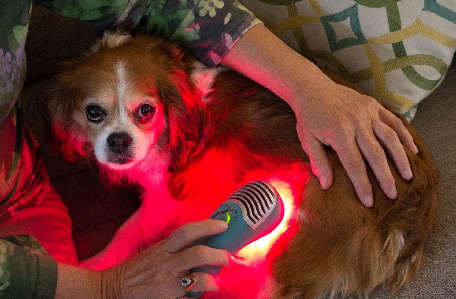 How Laser Therapy Can Help Your Dog Heal Faster