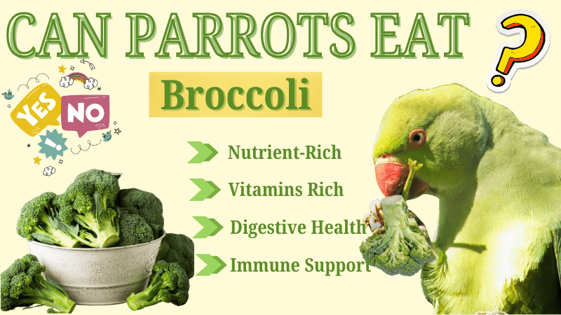 Is Broccoli Safe for Parrots? A Nutritional Breakdown for Parrot Owners