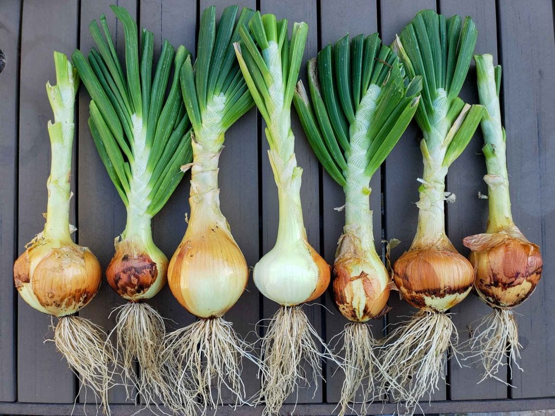 Growing Green Onions