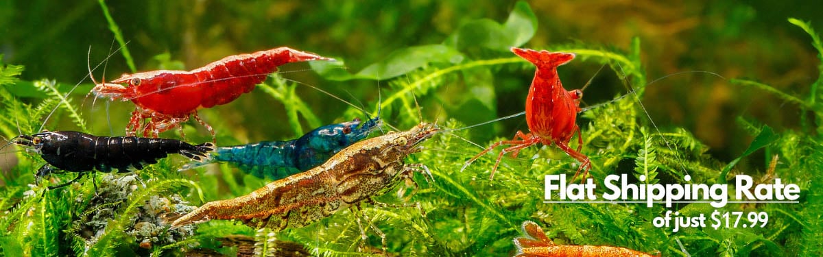 The Shrimp Farm Coupon Code – Discount Upto 40% (2025 Updated)