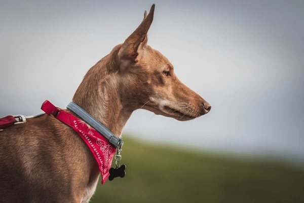 Top Benefits of Using a Collapsible Dog Crate for Travel and Training