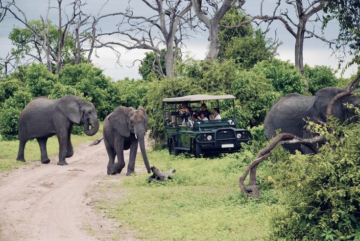 Best Family-Friendly Safari Destinations to Explore in Africa