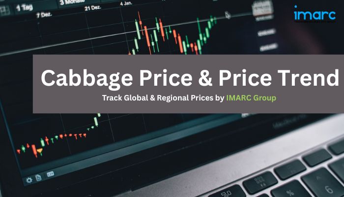 Cabbage News, Trend, Chart, Demand and Forecast