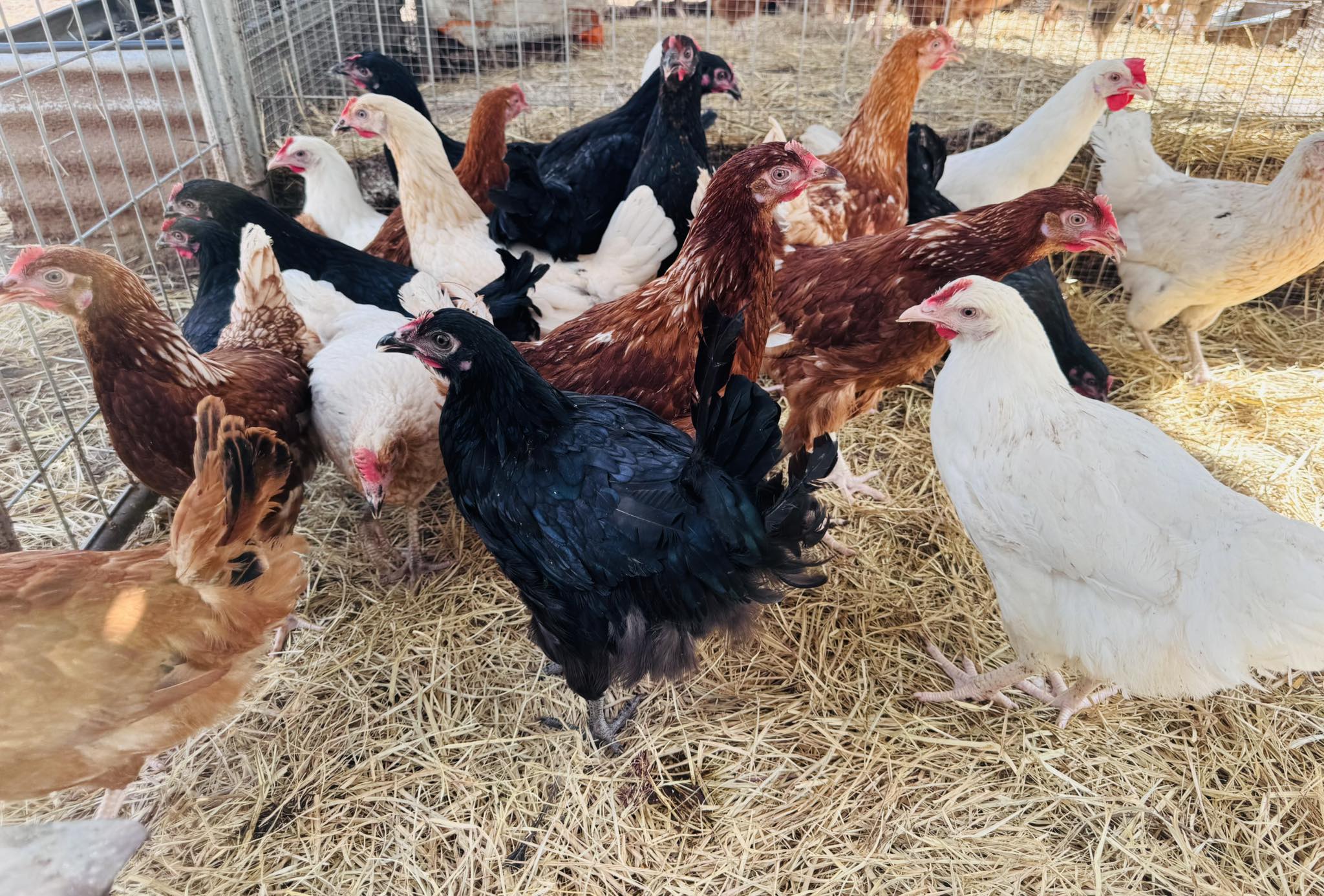 The Best Heritage Chickens for Sale in Brisbane – A Guide for Poultry Enthusiasts