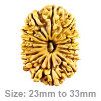 Unlock the Power of the 15 Mukhi Rudraksha: Benefits and How to Buy