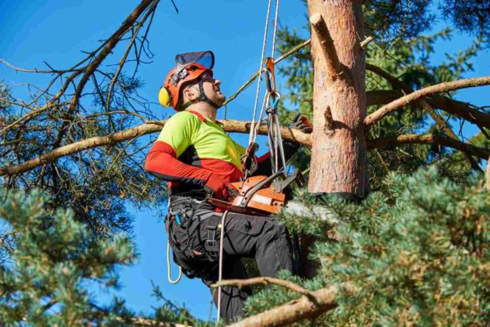 Top Notch Tree Service: Guide to Professional Tree Care