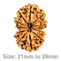 The Mystical Power of the 11 Mukhi Rudraksha