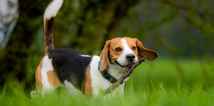 Beagle Breed Guide - What to Expect and How to Prepare