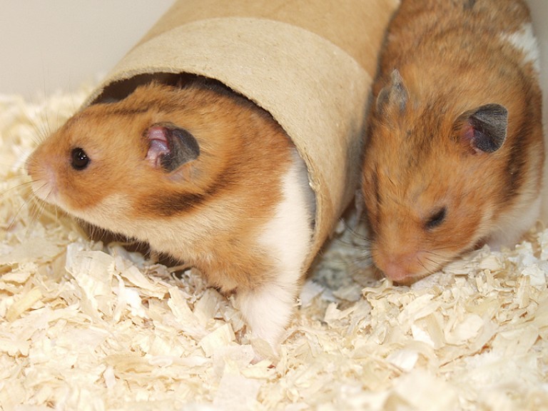 Why Are They Called Golden Hamsters?