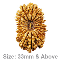 Essence of 20 Mukhi Rudraksha