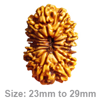 Essence of 16 Mukhi Rudraksha