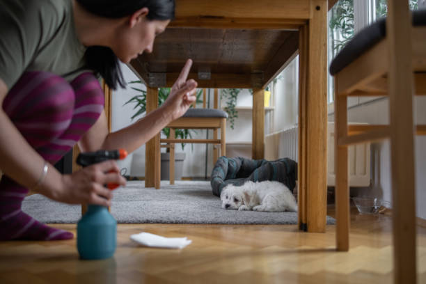 Say Goodbye to Pet Messes: Expert Pet Stain and Pet Odor Cleaning in New York