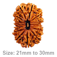 14 Mukhi Rudraksha: The Divine Third Eye Bead for Supreme Intuition and Protection