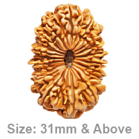 Essence of Nineteen Mukhi Rudraksha