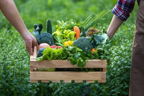 Grow Your Own Food: 12 Easy Gardening Tips