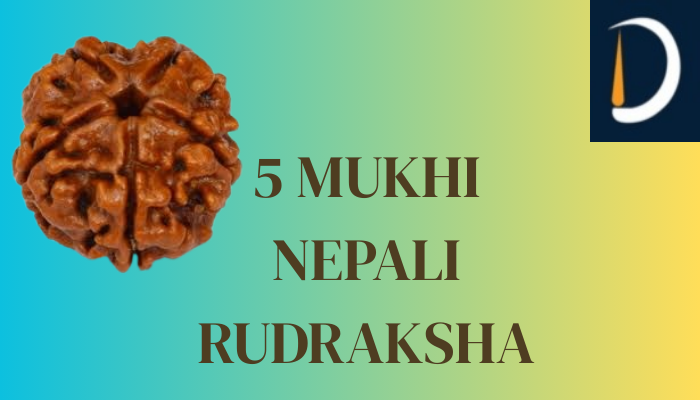 The Sacred Power of 5 Mukhi Nepali Rudraksha – A Divine Gift for Wellness and Wisdom