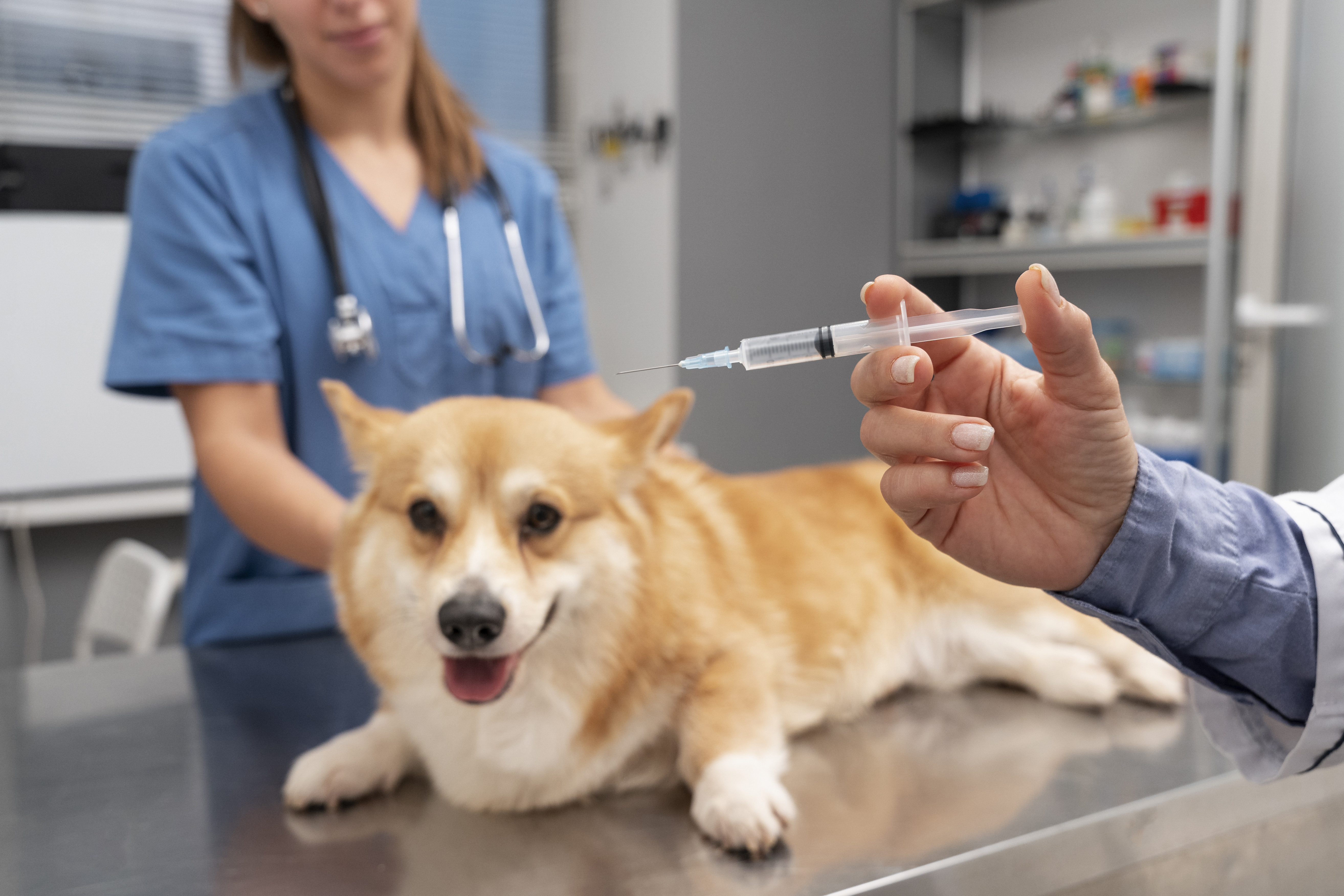 Veterinary Vaccine Adjuvants Market Forecast: Growth Across Emerging Economies