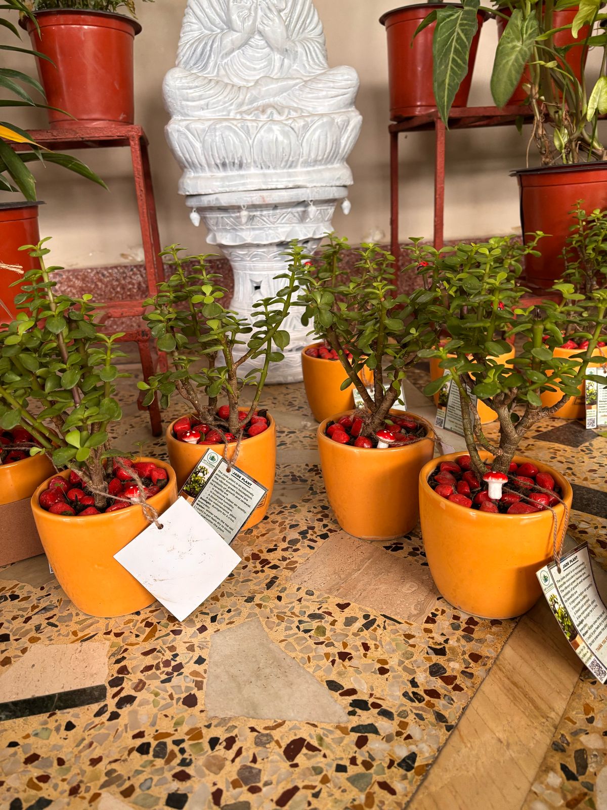 Explore the Allure of a Plant Boutique: A Verdant Haven in Kolkata