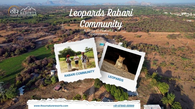 Leopards and the Rabari Community: A Story of Peaceful Coexistence
