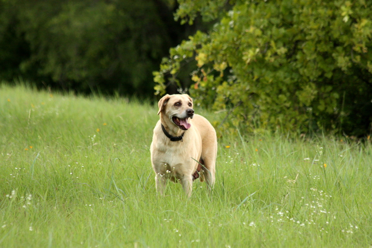 Essential Gear for Every Dog Owner: Muzzles, Tactical Harnesses, Crates, and Flirt Poles