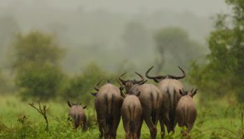 Explore Africa’s Untouched Beauty with Unmatched Comfort