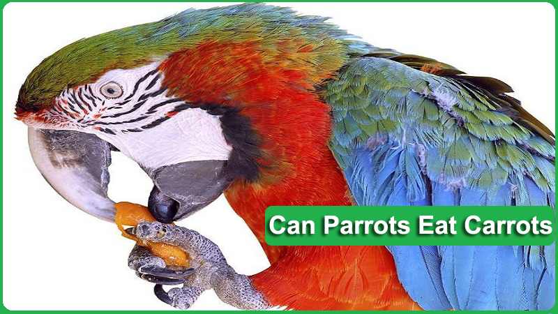 Are Carrots Nutritious For parrot? Yes or No