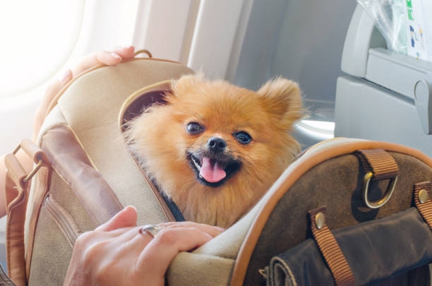 A Comprehensive Guide to Choosing the Right Dog Body Carrier