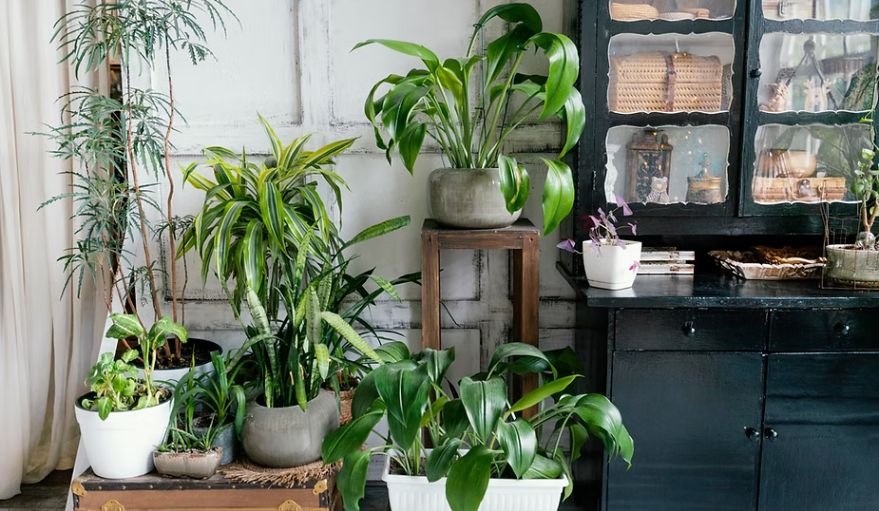 Eco-Friendly Indoor Garden Sustainable Growing Tips