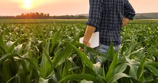 Stronger Starts Healthier Crops Why Choosing The Right Seeds Matters