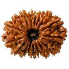 The Powerful 17 Mukhi Rudraksha: A Key to Prosperity, Success, and Protection