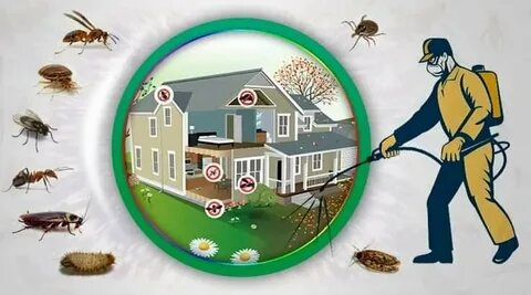 Tenant's Guide to Dealing with Landlord Negligence Over Infestations