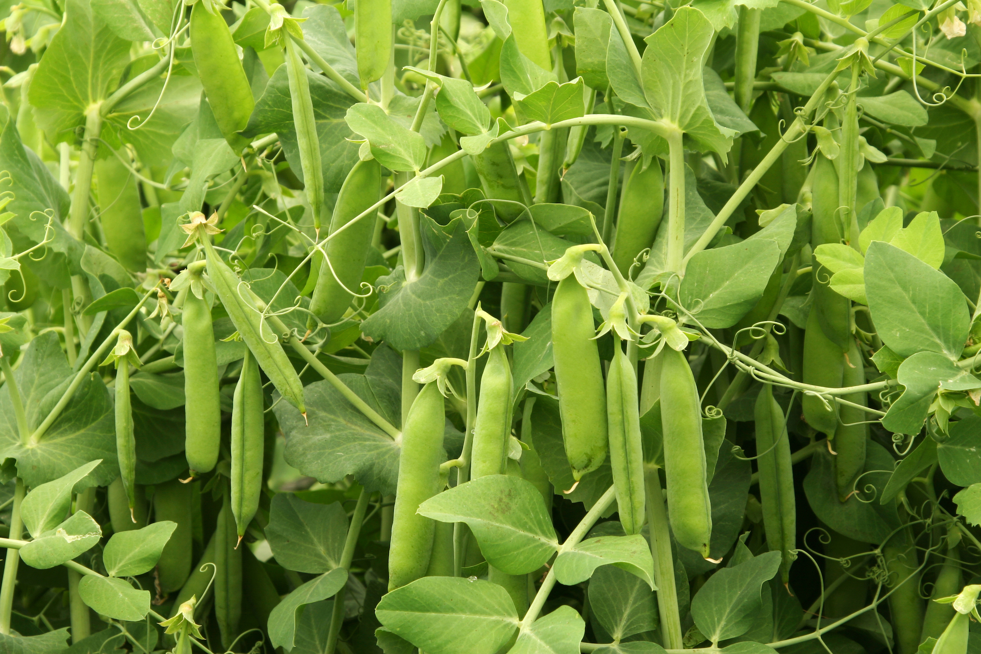 The Ultimate Guide to Growing Green Peas