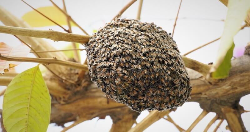 Top 5 Expert Bee Removal Services to Keep Your Home Safe and Buzz-Free